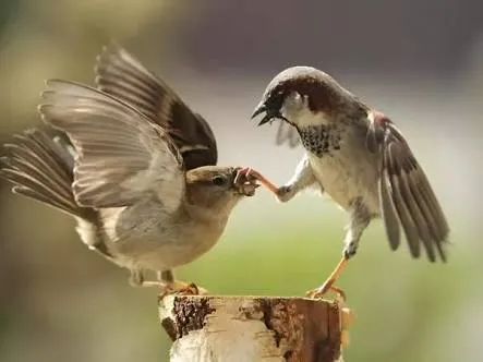 sparrow day